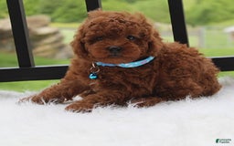 Toy Poodle dogs for sale: Tommy - Image 1