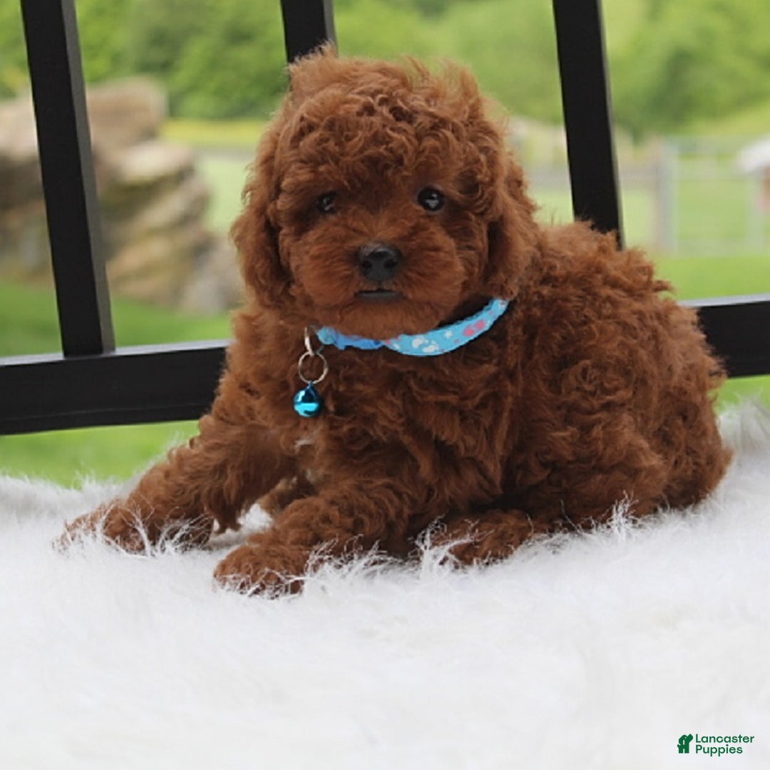 Toy Poodle dogs for sale: Tommy - Image 1