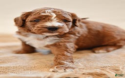 Goldendoodle dogs for sale: Smoky - Image 1