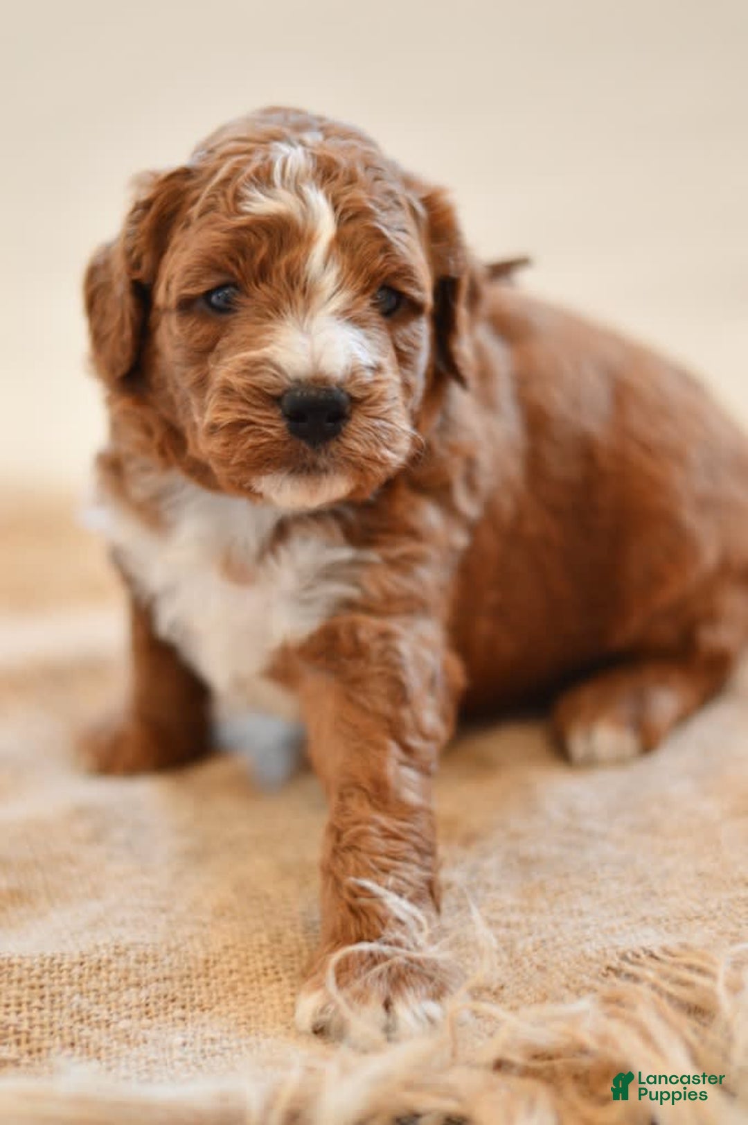 Goldendoodle dogs for sale: Smoky - Image 1