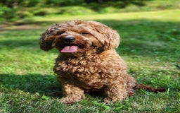 Cavapoo dogs for sale: Poppy - Image 11
