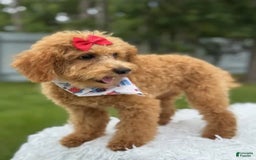 Mini Goldendoodle dogs for sale: Ami - Image 6