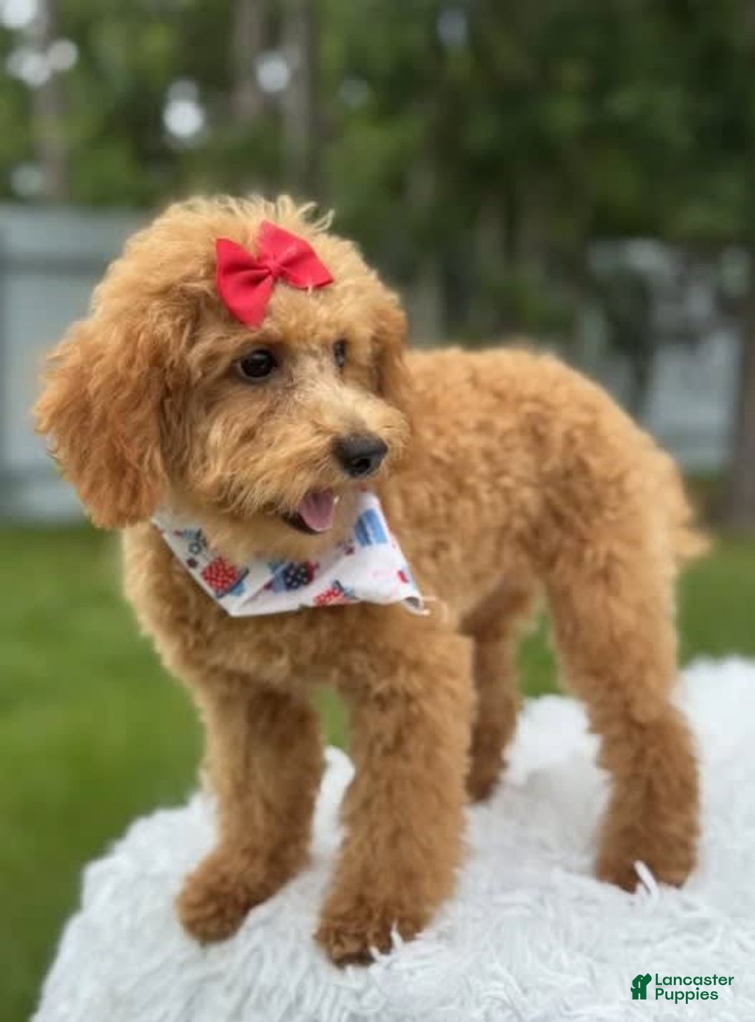 Mini Goldendoodle dogs for sale: Ami - Image 6