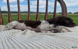 German Shorthaired Pointer dogs for sale: Copper - Image 5
