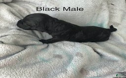 Mini Goldendoodle dogs for sale: Males Litter 2 - Image 25