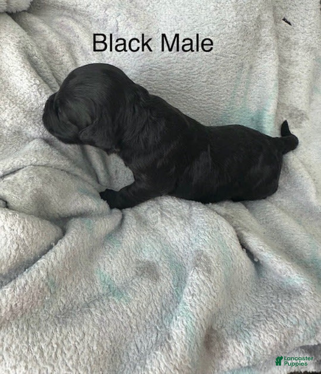 Mini Goldendoodle dogs for sale: Males Litter 2 - Image 25