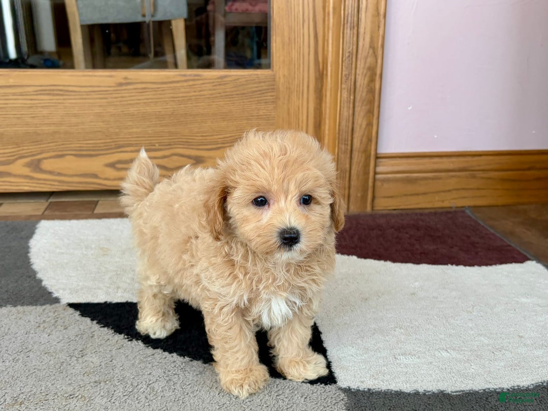 Maltipoo dogs for sale: Wyman - Image 7