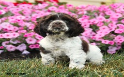 Cocker Spaniel dogs for sale: Rowdy - Image 4