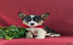 Welsh Corgi Pembroke dogs for sale: Kendrik - Image 4