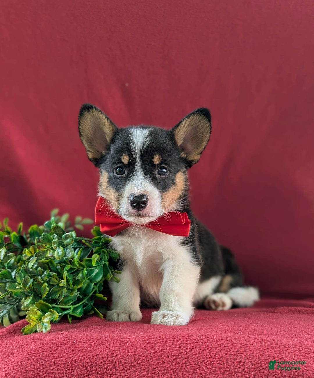 Welsh Corgi Pembroke dogs for sale: Kendrik - Image 4