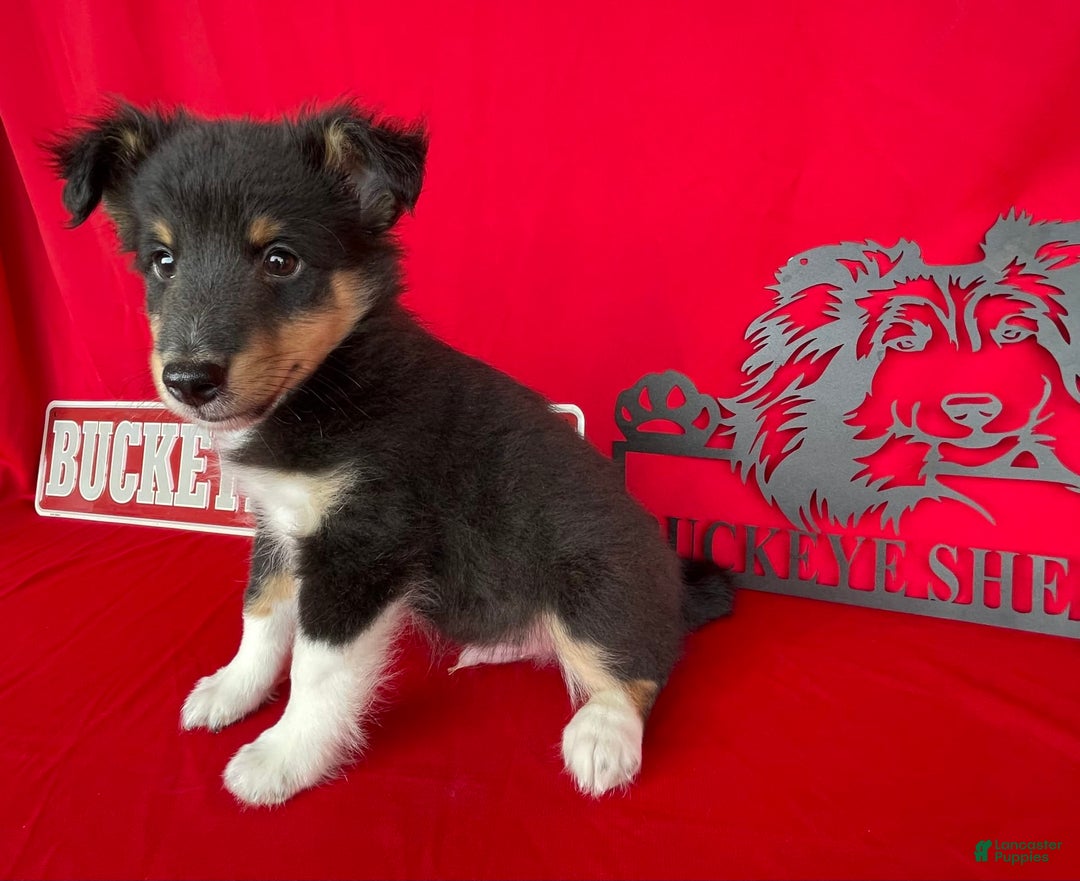 Shetland Sheepdog dogs for sale: Tri Color - Image 4