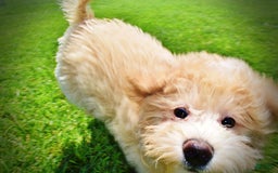 Havapoo dogs for sale: Wags - Image 26