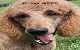 Goldendoodle dogs for sale: Coolidge - Image 17