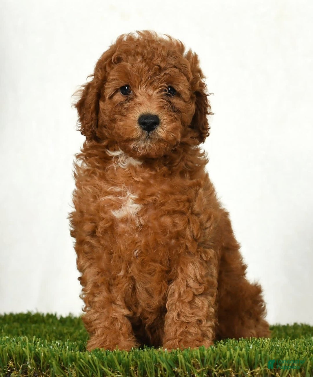 Mini Goldendoodle dogs for sale: Dixie - Image 7
