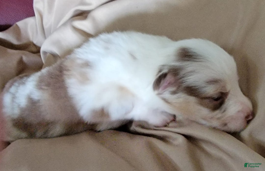 Australian Shepherd dogs for sale: Red Merle Female - Image 2