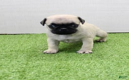 Pug dogs for sale: Marley - Image 2