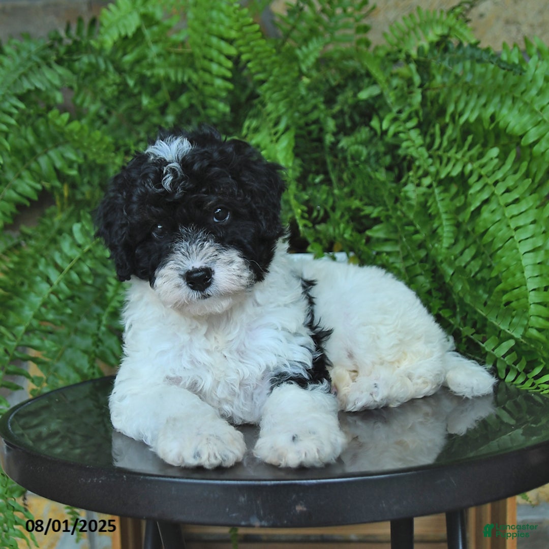 Mini Aussiedoodle dogs for sale: Crystal - Image 3