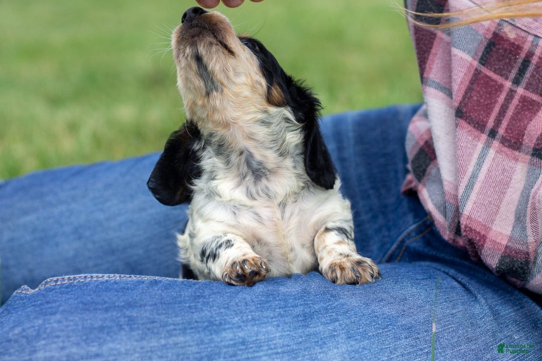 Miniature Dachshund dogs for sale: Maverick - Image 8