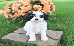Cavapoo dogs for sale: Candy - Image 1