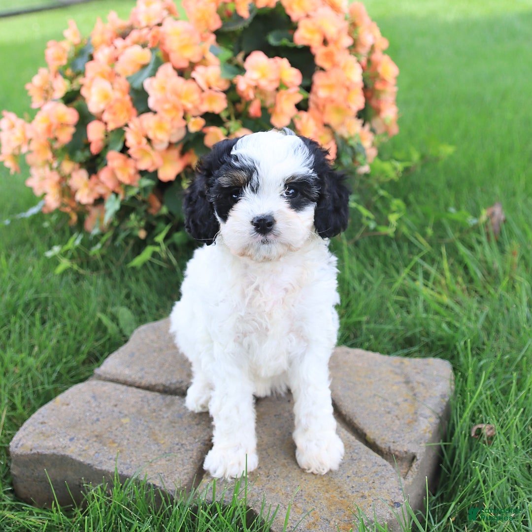 Cavapoo dogs for sale: Candy - Image 1