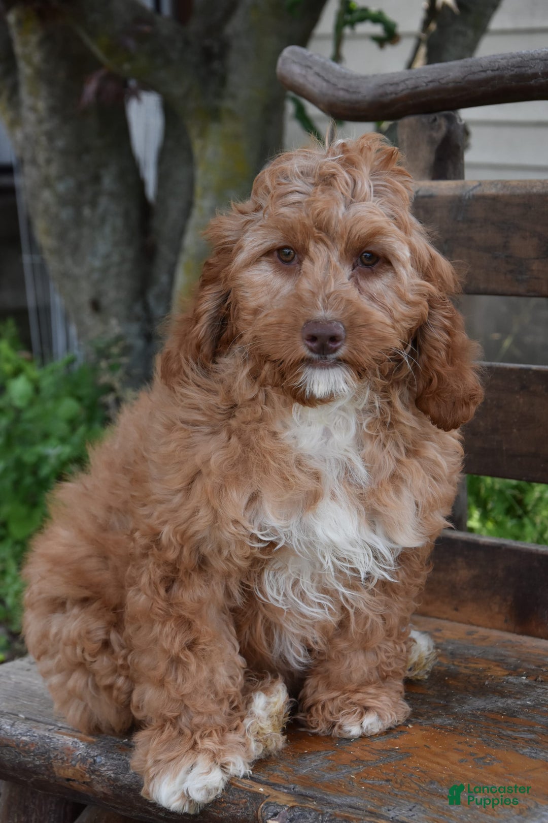 Cockapoo dogs for sale: Cockapoo 4 puppies - Image 2