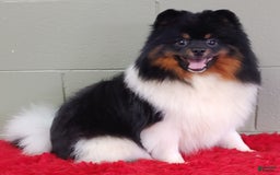Pomeranian dogs for sale: Dude - Image 7