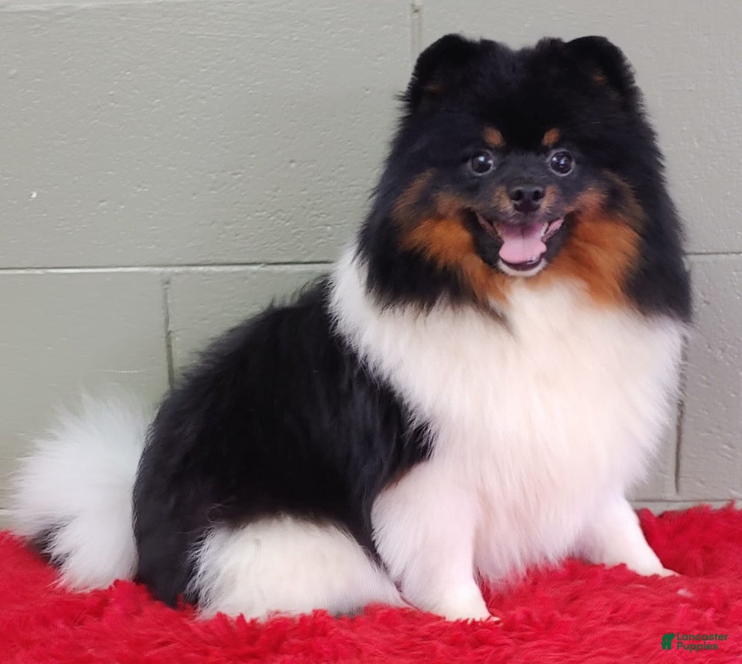 Pomeranian dogs for sale: Dude - Image 7