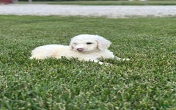 Newfypoo dogs for sale: Loki - Image 5