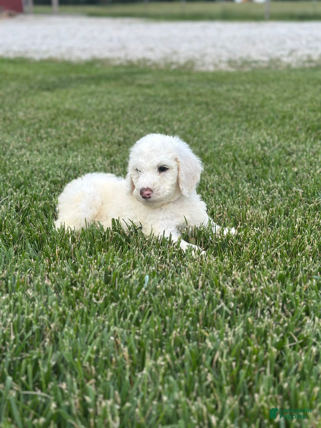 Newfypoo dogs for sale: Loki - Image 5
