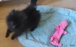 Pomeranian dogs for sale: Butterball - Image 5