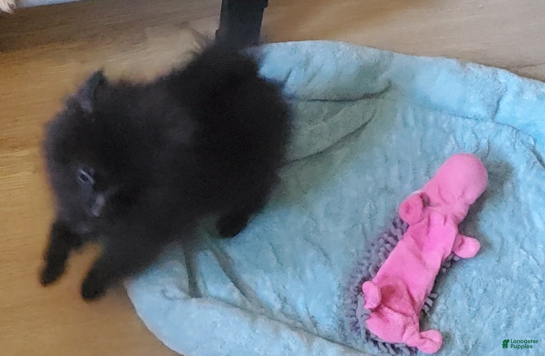 Pomeranian dogs for sale: Butterball - Image 5