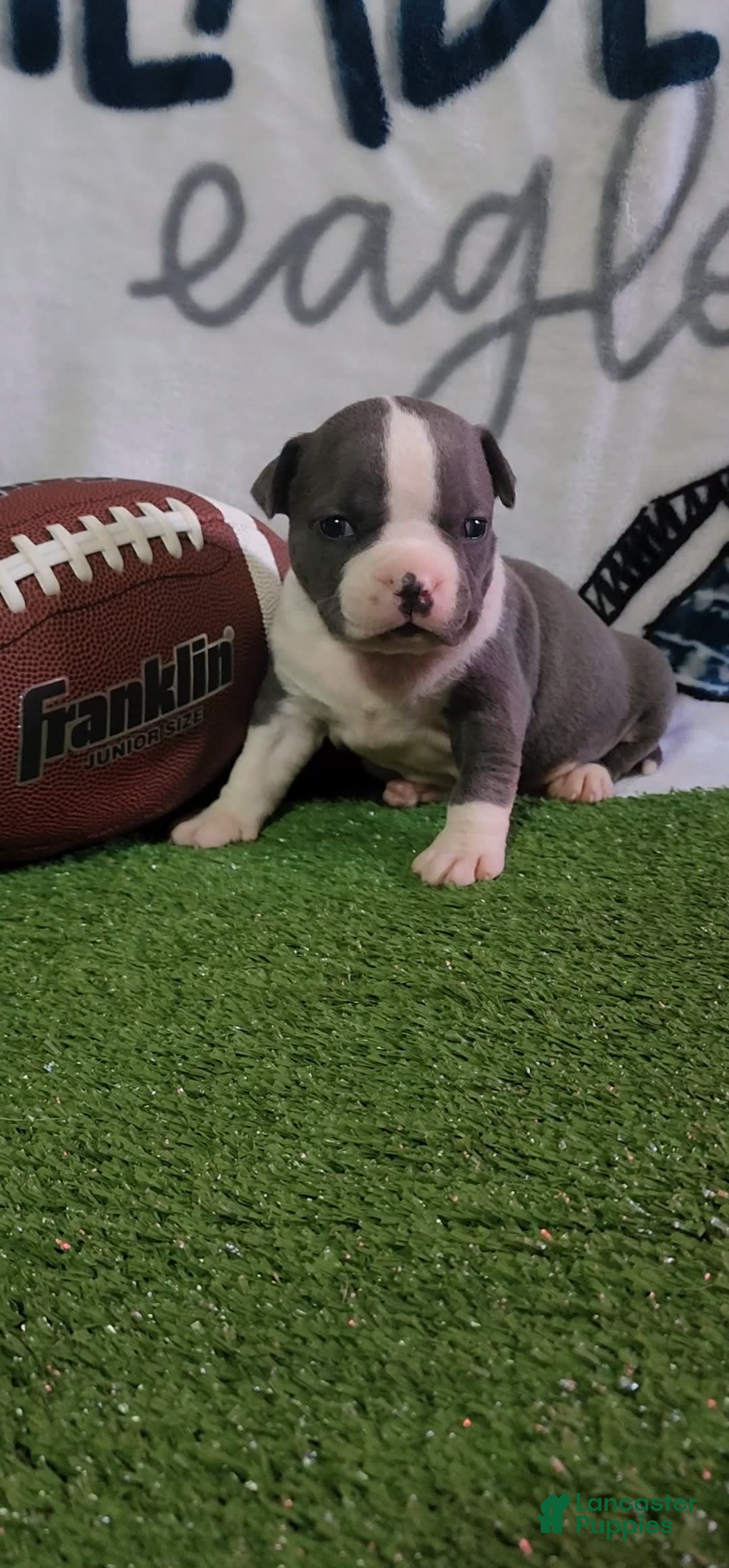 American Bully dogs for sale: Hazel - Image 4