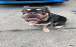 French Bulldog dogs for sale: Marshall - Image 3