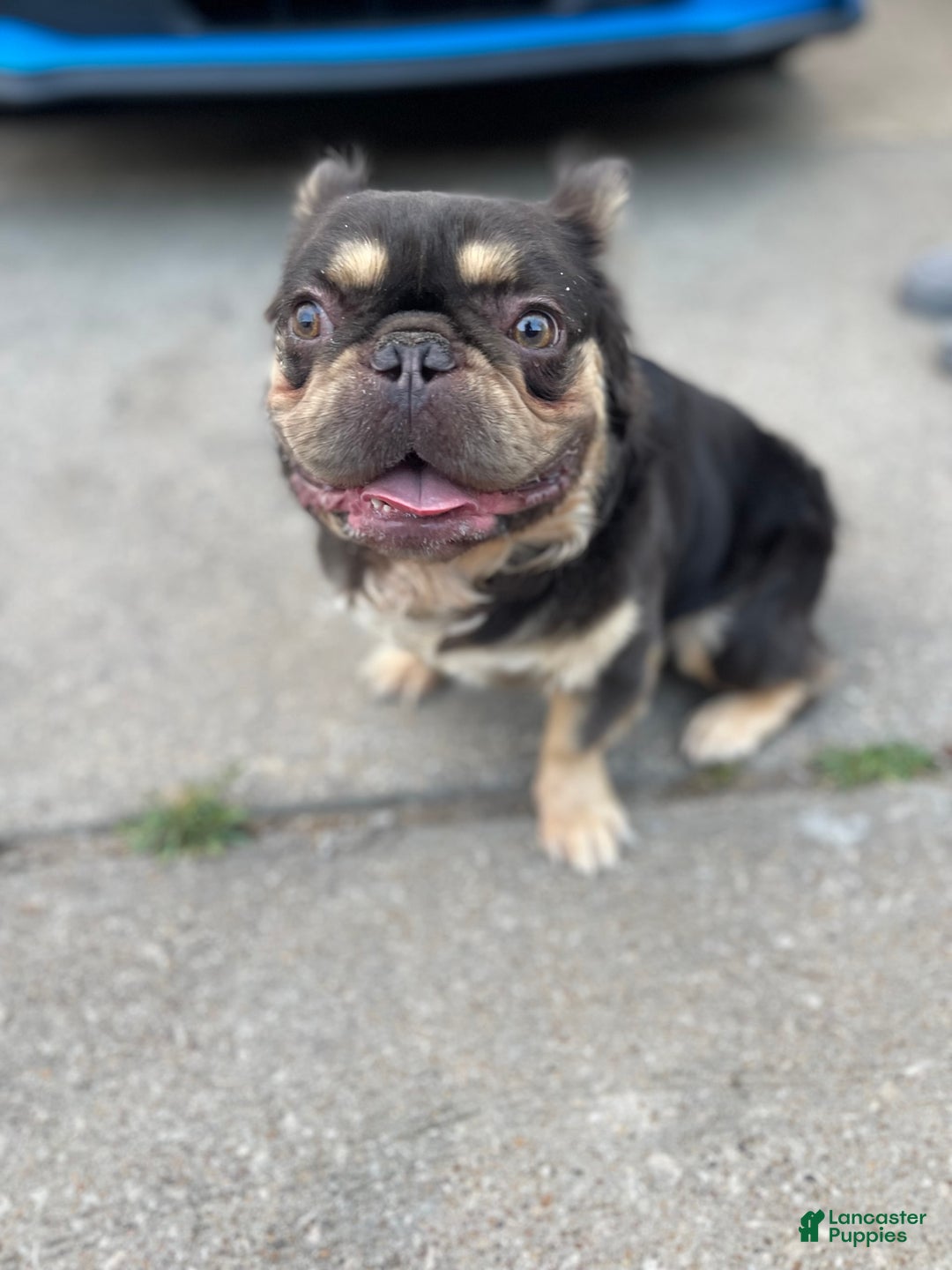 French Bulldog dogs for sale: Marshall - Image 3