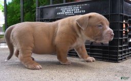 American Bully dogs for sale: Big boy - Image 1