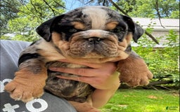 English Bulldog dogs for sale: Prince - Image 3