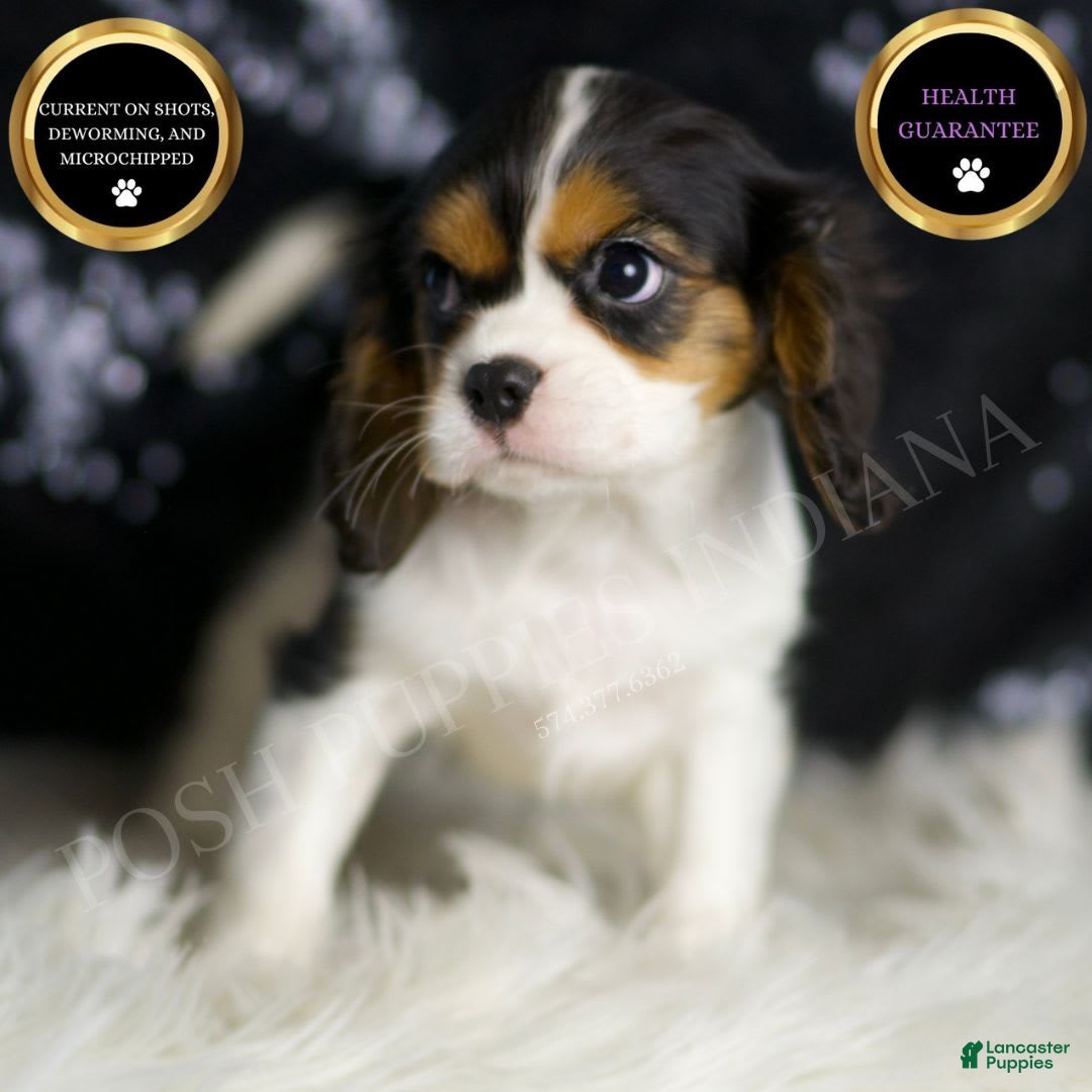 Cavalier King Charles Spaniel dogs for sale: Diamond - Image 8