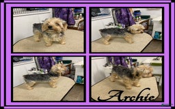 Morkie dogs for sale: Hazel - Image 3