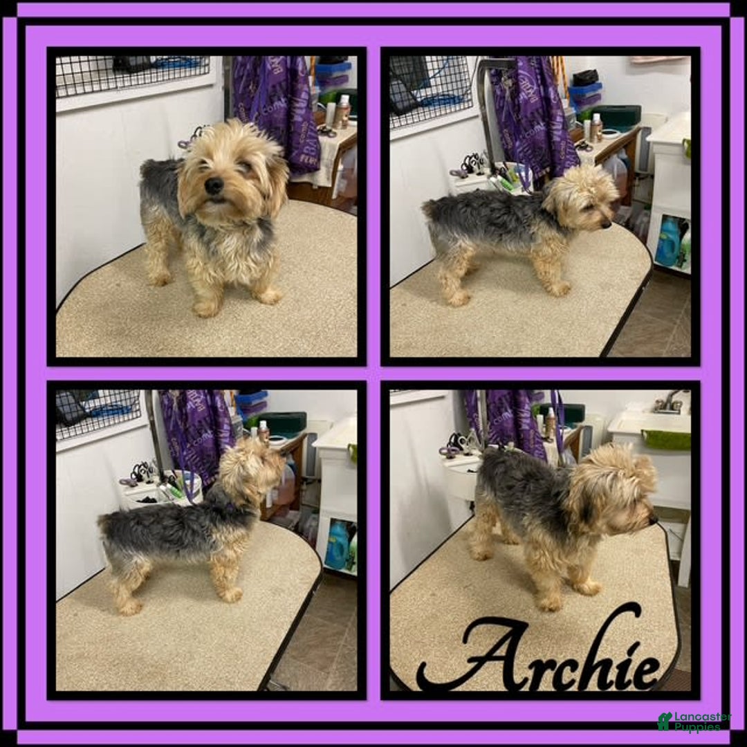 Morkie dogs for sale: Hazel - Image 3