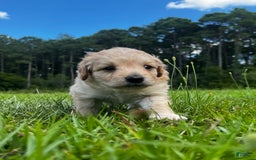 Aussiedoodle dogs for sale: Beau - Image 2