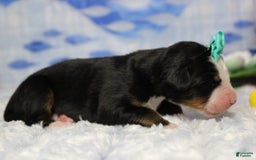Bernese Mountain Dog dogs for sale: Pebbles - Image 70