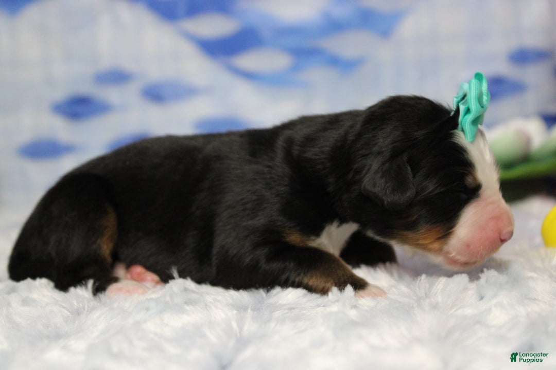 Bernese Mountain Dog dogs for sale: Pebbles - Image 70