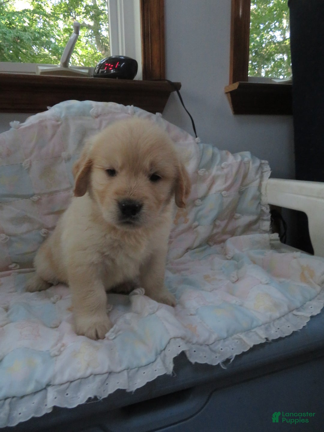 Golden Retriever dogs for sale: Erin - Image 19