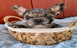 French Bulldog dogs for sale: Maverick - Image 4