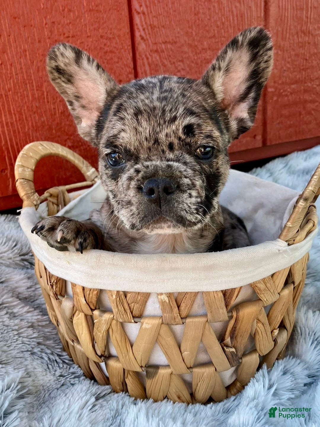 French Bulldog dogs for sale: Maverick - Image 4