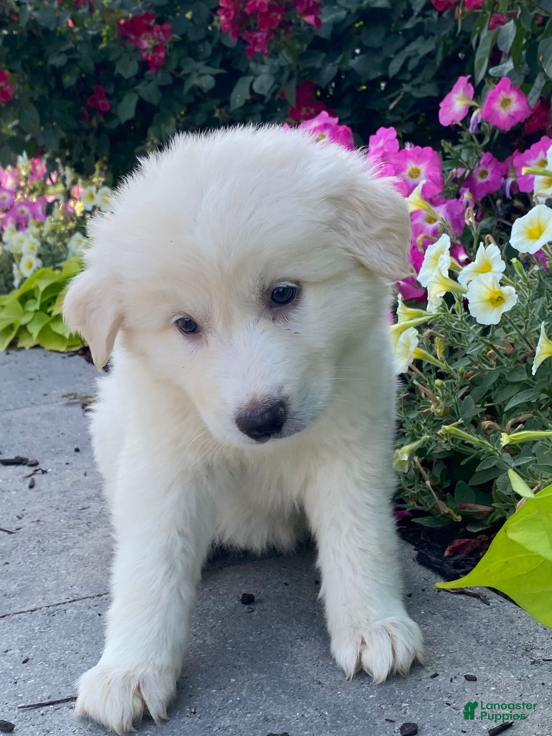 Great Pyrenees dogs for sale: Gina - Image 2