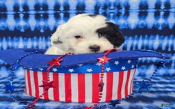 Cavapoo dogs for sale: Wren - Image 1