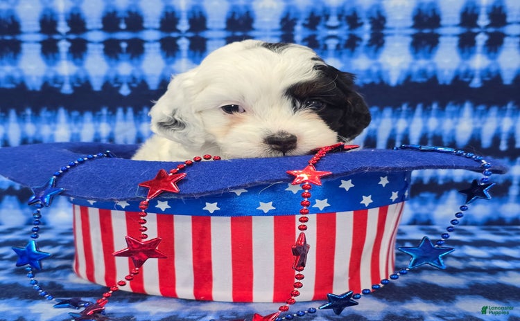 Cavapoo dogs for sale - Ad 2