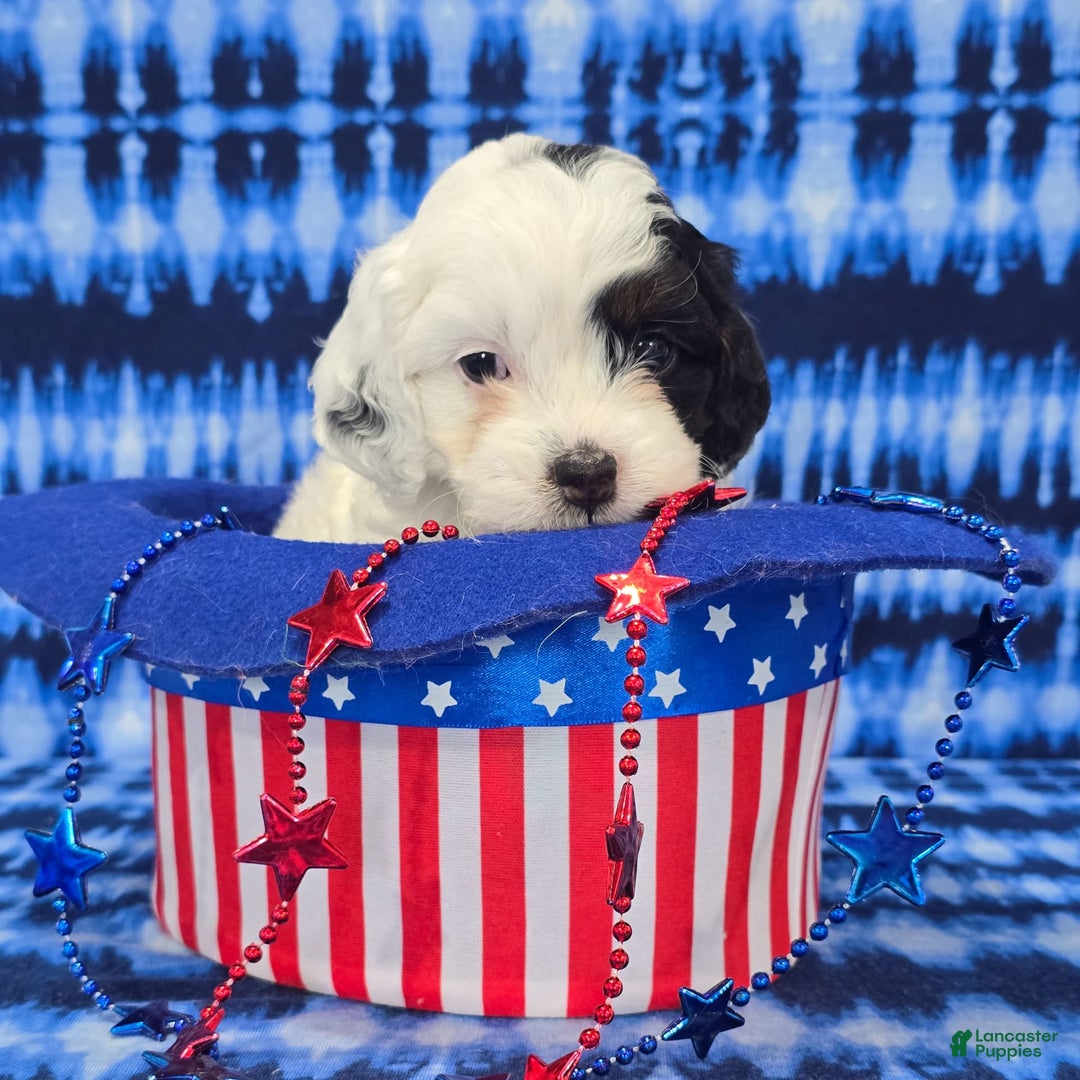Cavapoo dogs for sale: Wren - Image 1