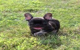 French Bulldog dogs for sale: Fenn - Image 2